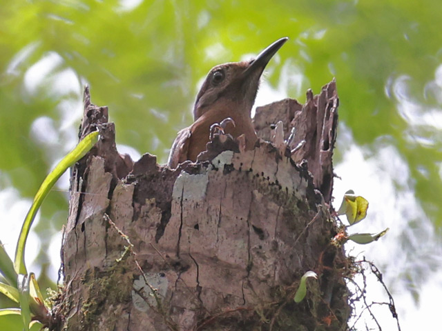 Plain-brown Woodcreeper (nesting)
