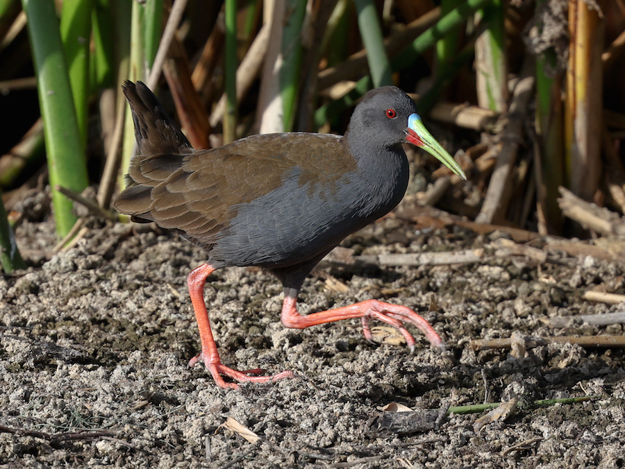 Plumbeous Rail