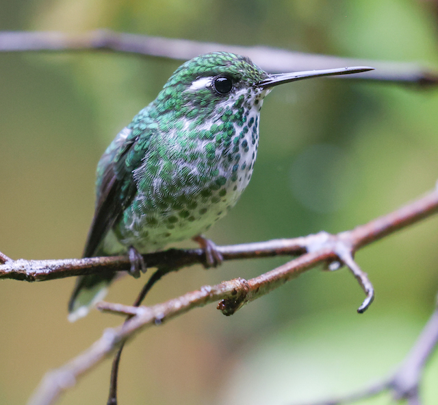 Purple-bibbed Whitetip