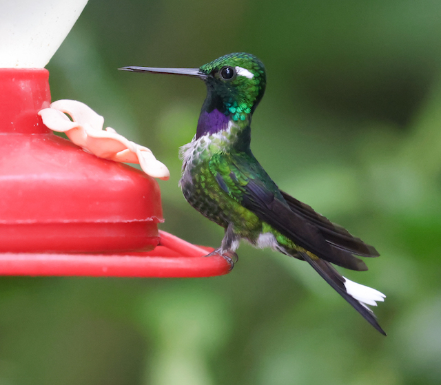 Purple-bibbed Whitetip