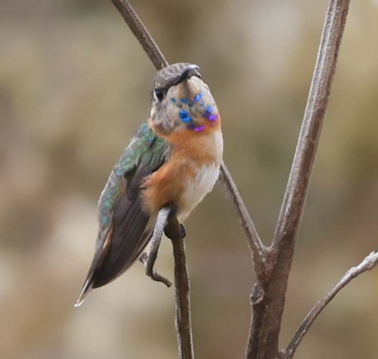 Purple-collared Woodstar