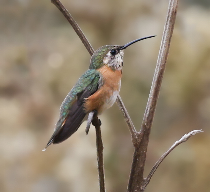 Purple-collared Woodstar