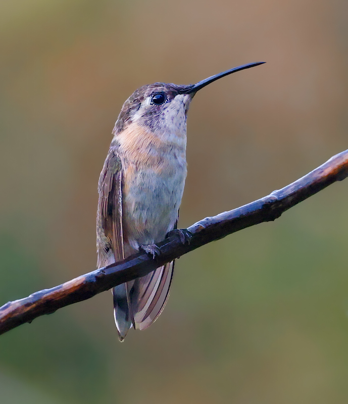 Purple-collared Woodstar