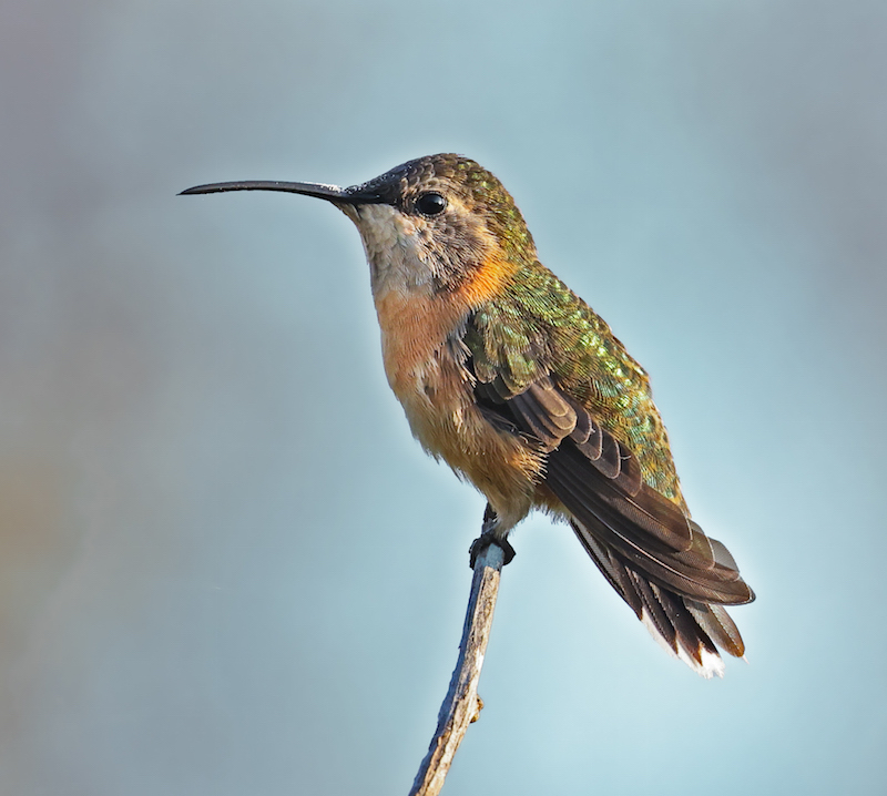 Purple-collared Woodstarr