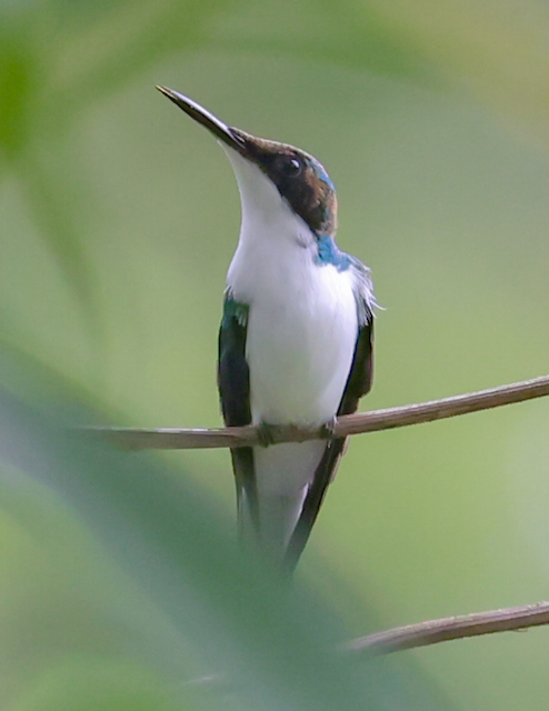 Purple-crowned Fairy
