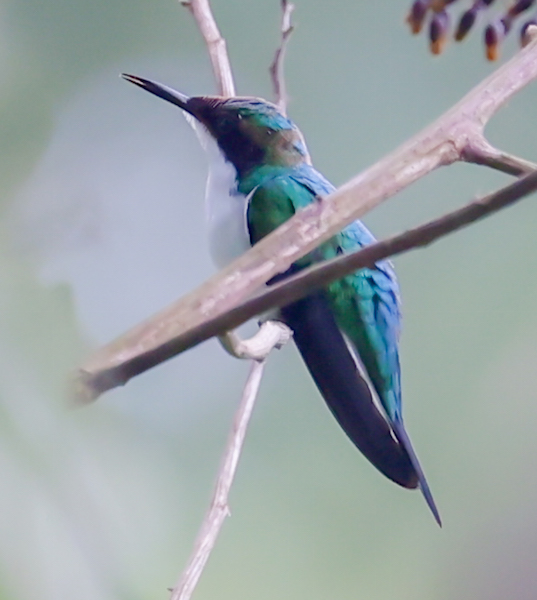 Purple-crowned Fairy