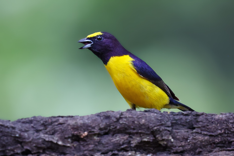 Purple-throated Euphonia