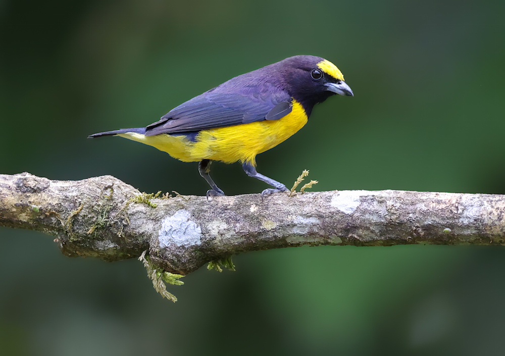 Purple-throated Euphonia
