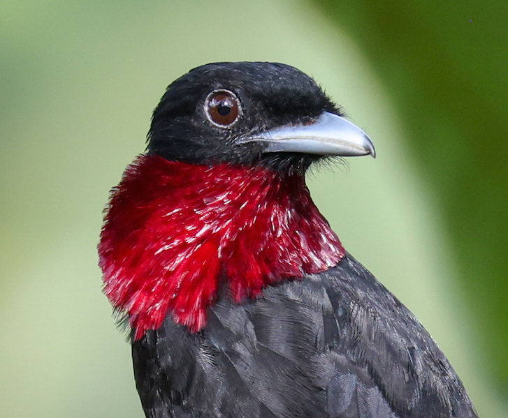Purple-throated Fruitcrow