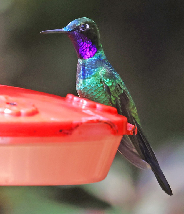 Purple-throated Sunangel