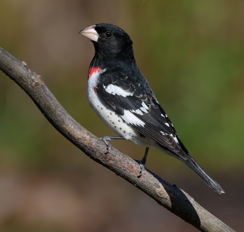 Rose-breasted Grosbeak