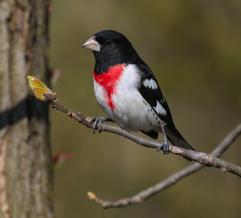 Rose-breasted Grosbeak