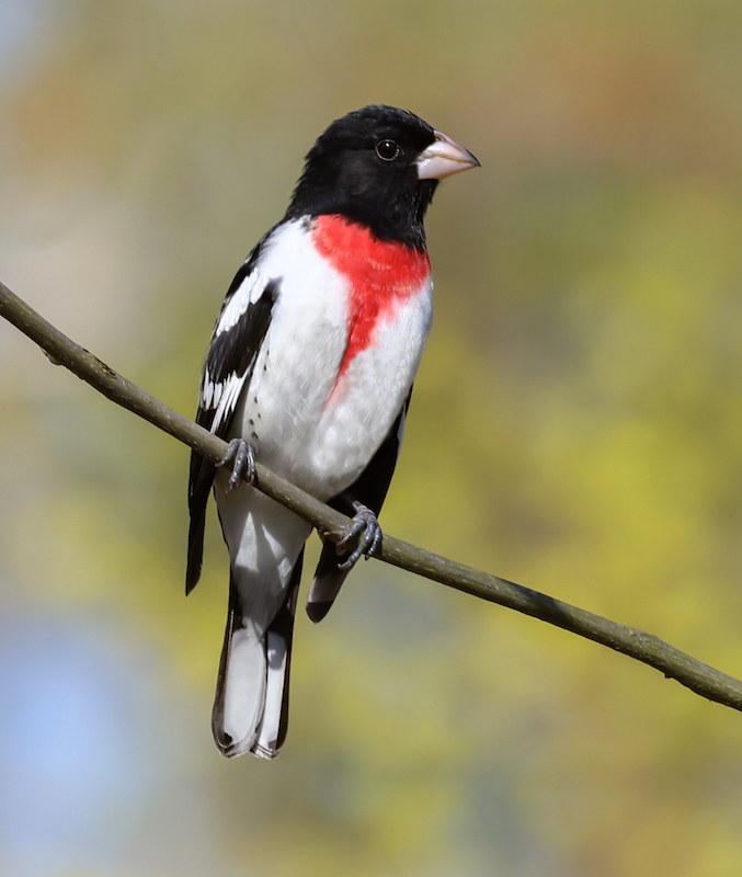 Rose-breasted Grosbeak