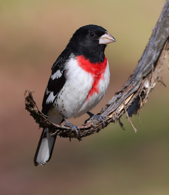 Rose-breasted Grosbeak