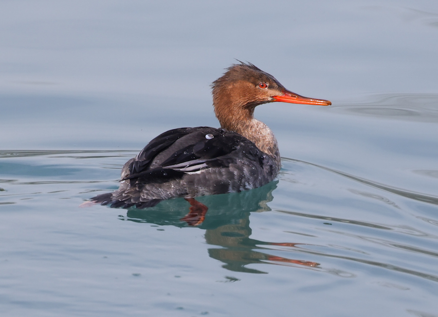Red-breasted Merganser