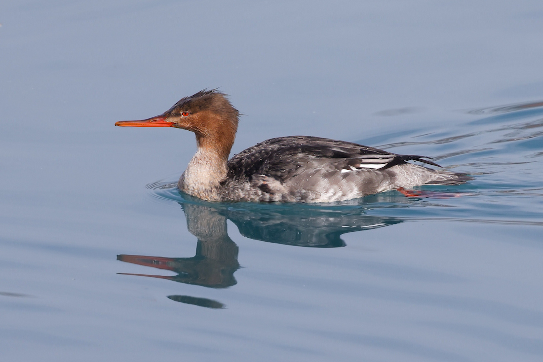 Red-breasted Merganser