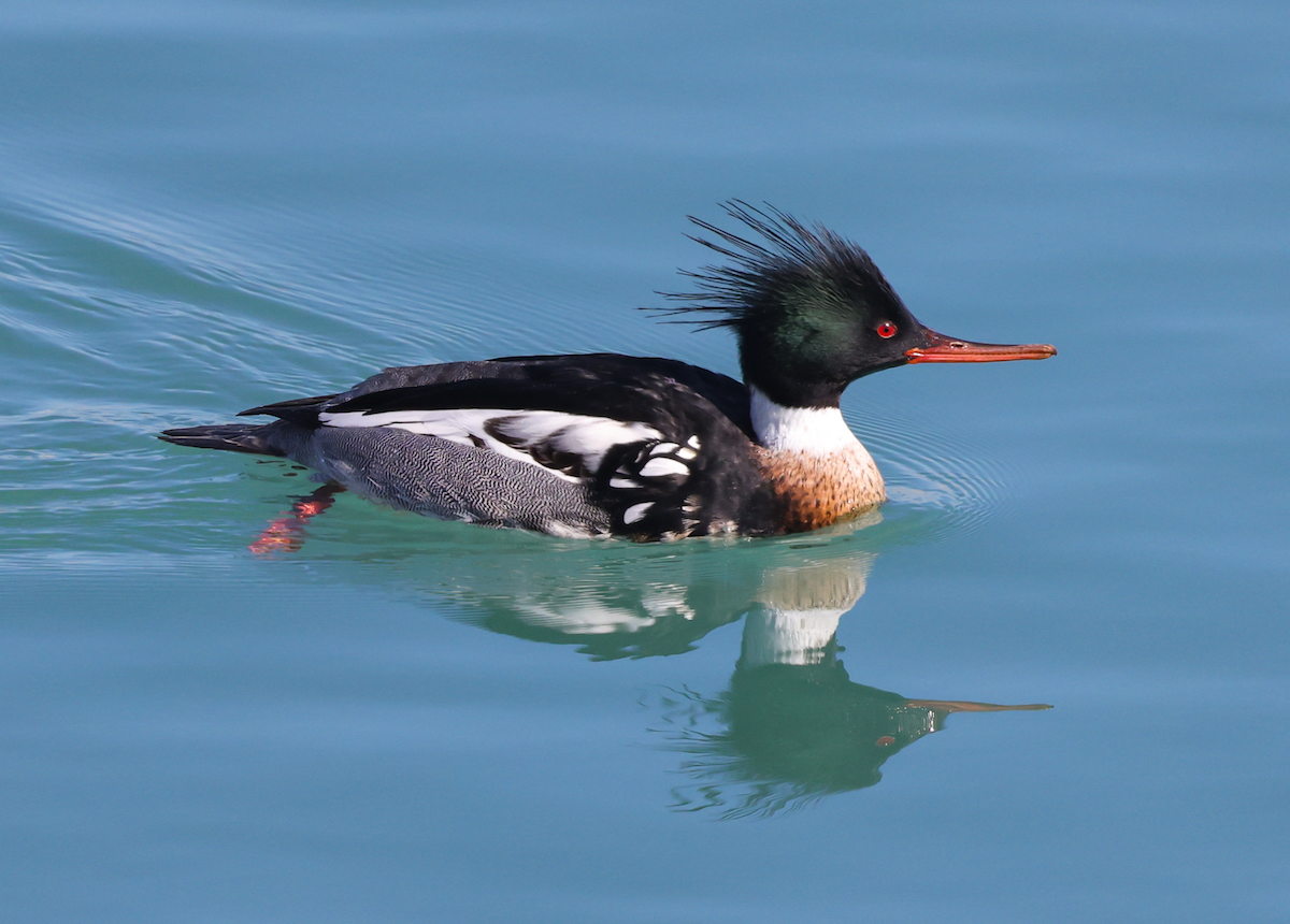 Red-breasted Merganser