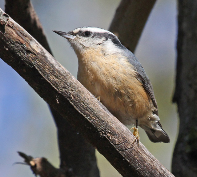 Red-breasted Nuthatch photo #1
