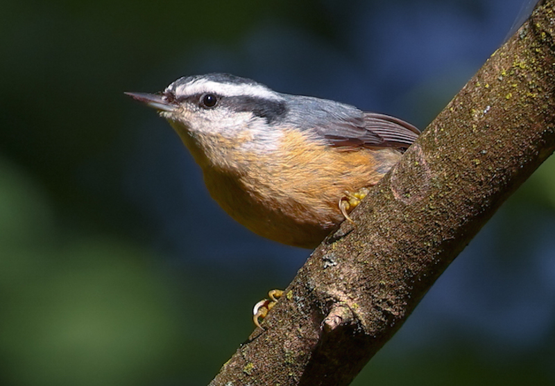 Red-breasted Nuthatch photo #1