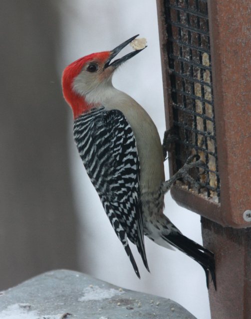 Red-bellied Woodpecker photo #4