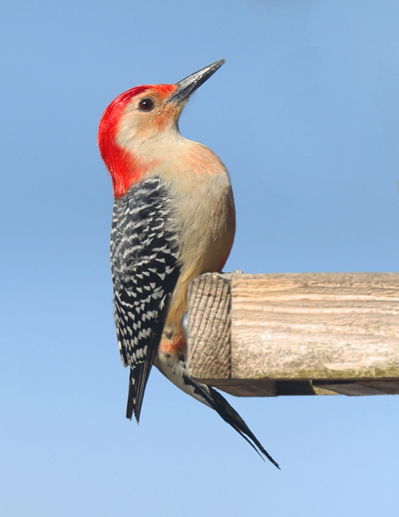 Red-bellied Woodpecker photo #1