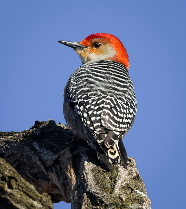Red-bellied Woodpecker
