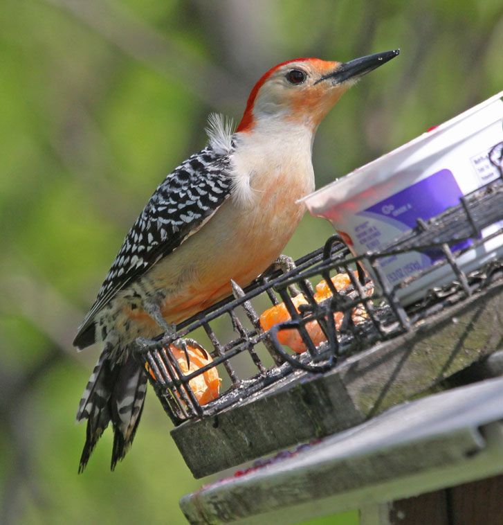 Red-bellied Woodpecker photo #6