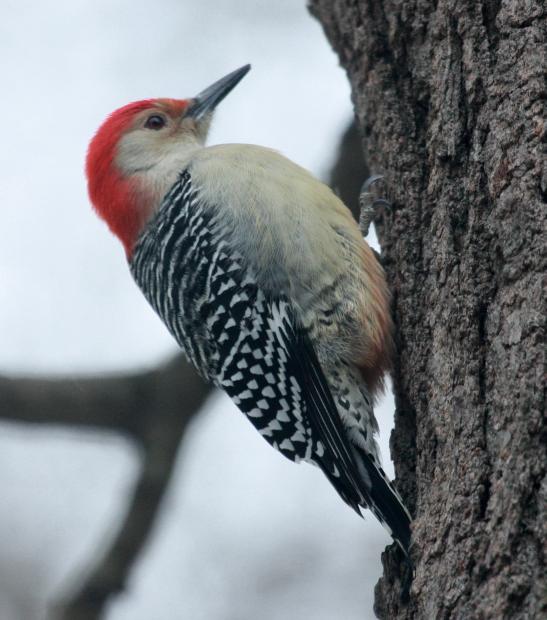 Red-bellied Woodpecker photo #3