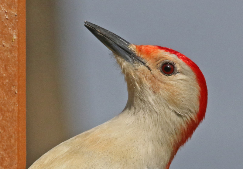 Red-bellied Woodpecker photo #7