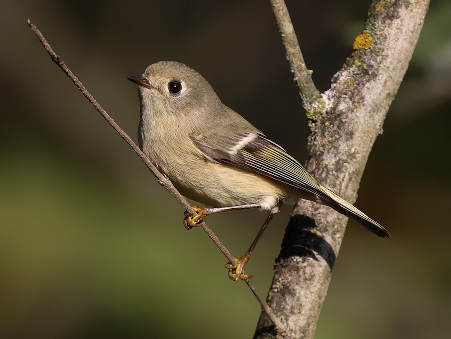 Ruby-crowned Kinglet