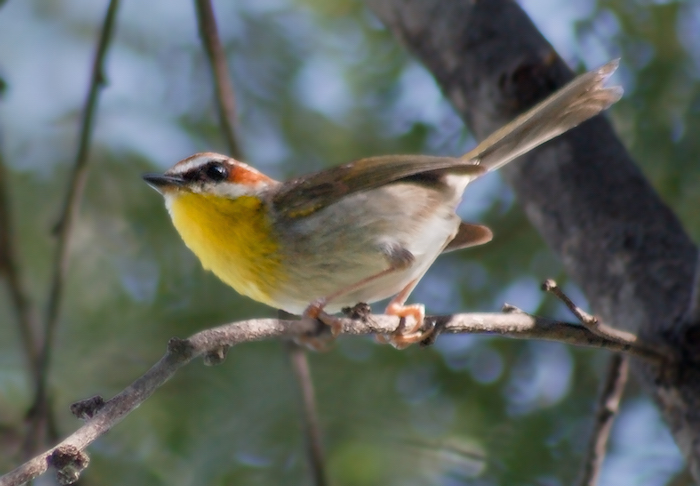 Rufous-capped Warbler (adult)