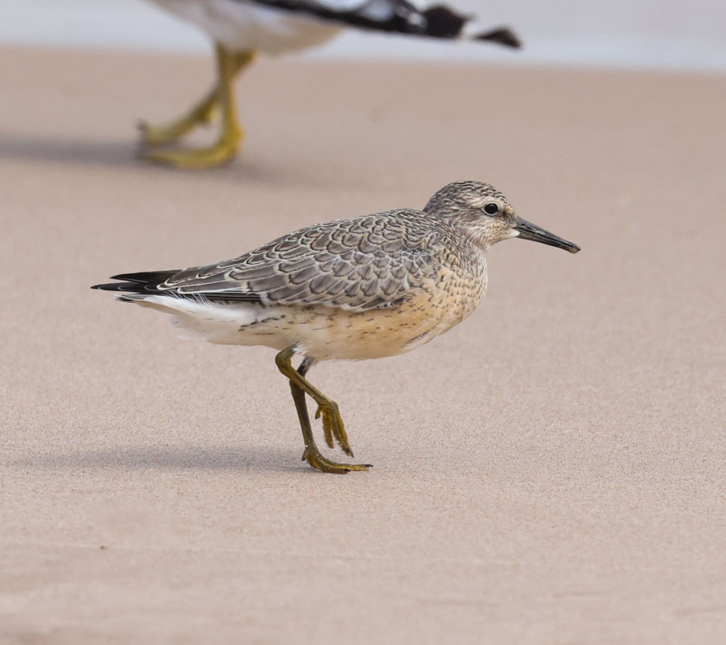 Red Knot (juvenile)