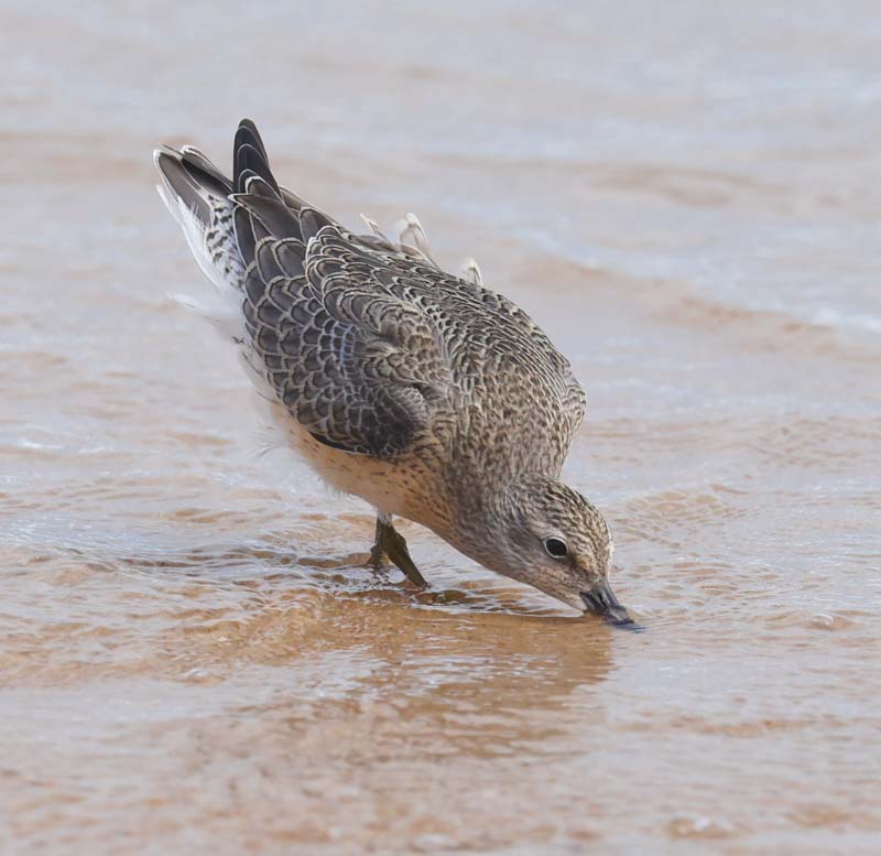 Red Knot (juvenile)
