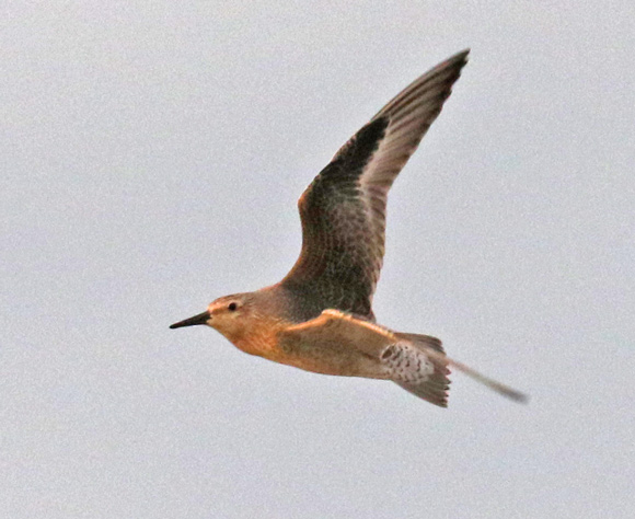 Red Knot (juvenile in flight)