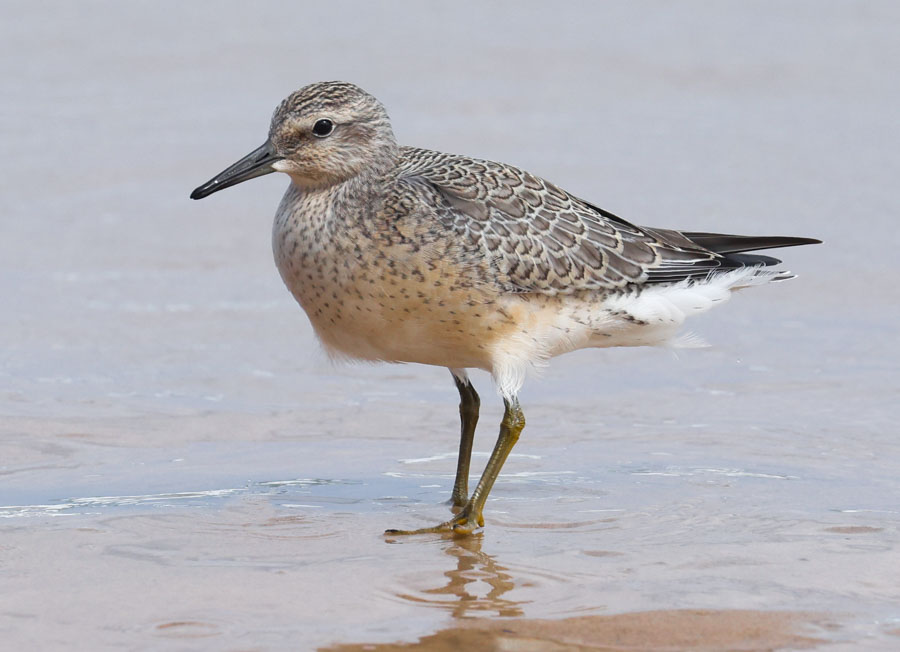 Red Knot (juvenile)