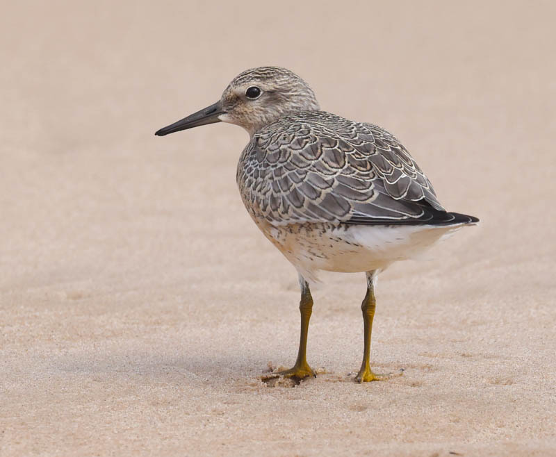 Red Knot (juvenile)