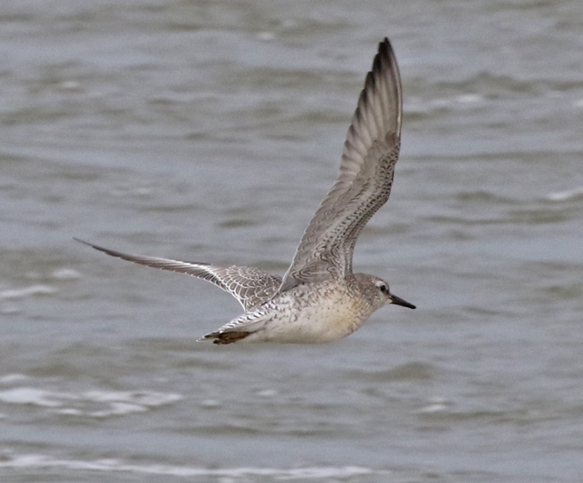 Red Knot (juvenile in flight)