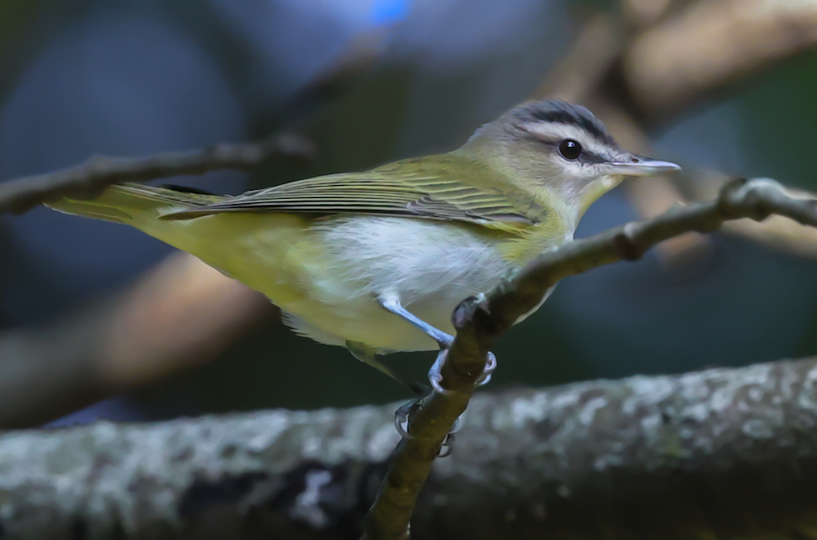 Red-eyed Vireo
