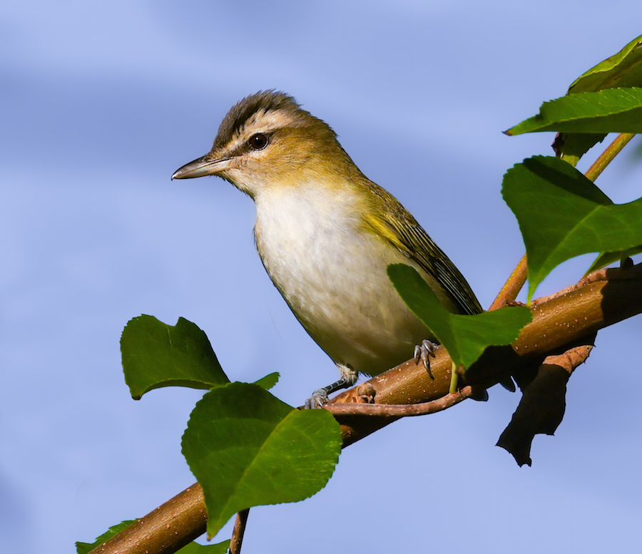 Red-eyed Vireo