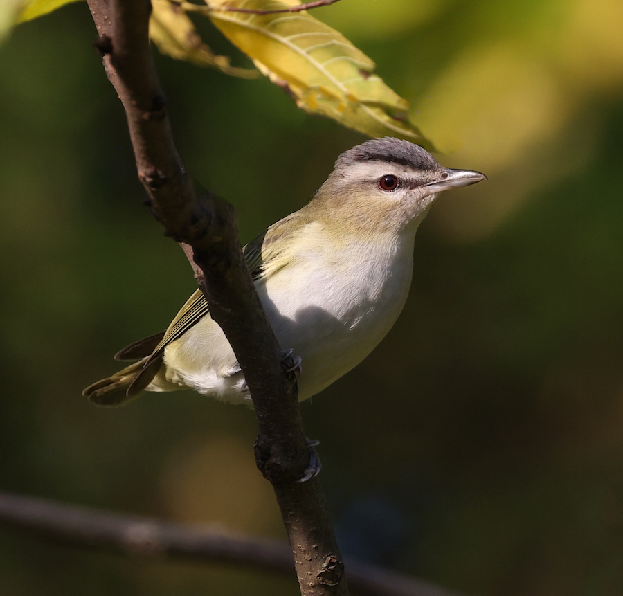 Red-eyed Vireo