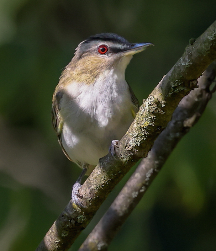 Red-eyed Vireo