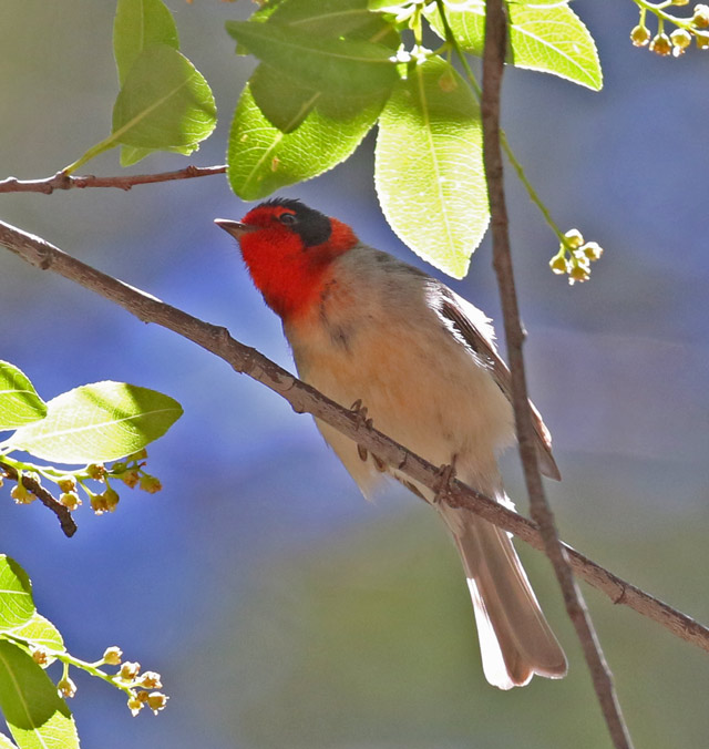 Red-faced Warbler (adult male) photo #1