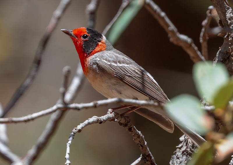 Red-faced Warbler (adult male) photo #4