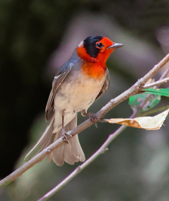 Red-faced Warbler (adult male) photo #5