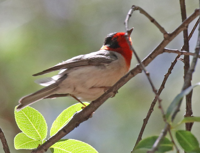 Red-faced Warbler (adult male) photo #2