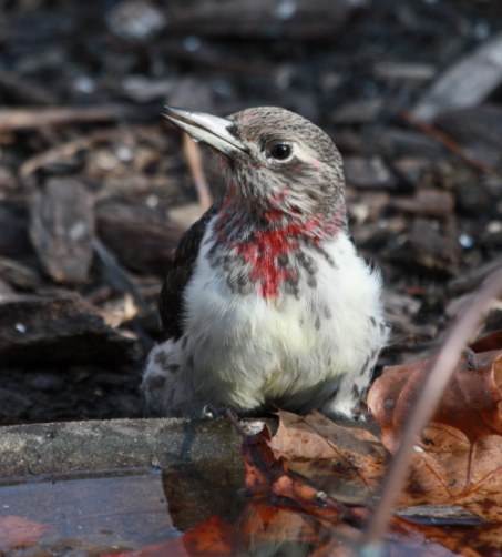 Red-headed Woodpecker photo #5