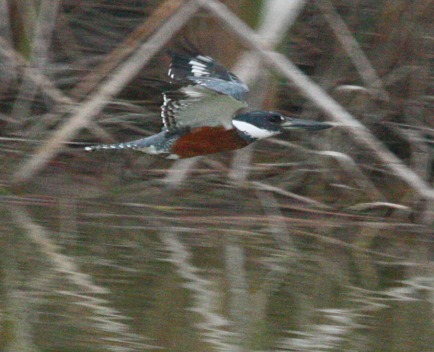 Ringed Kingfisher (male)