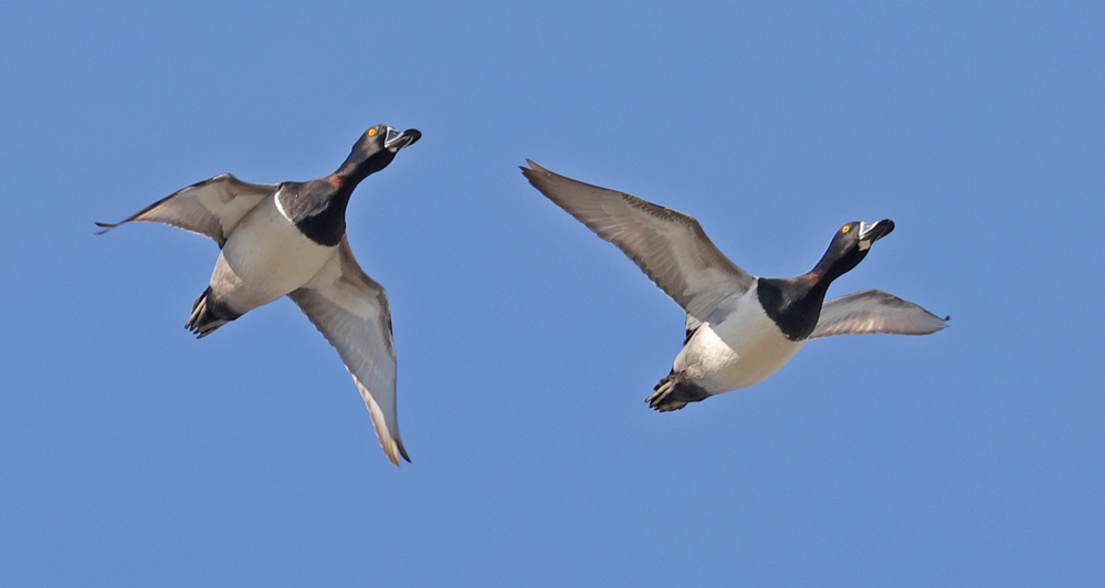 Ring-necked Duck (in Flight)