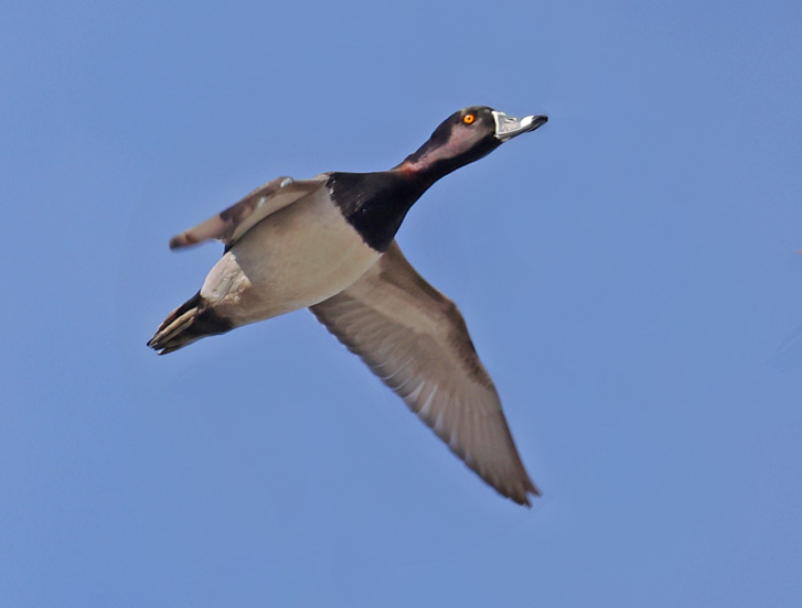 Ring-necked Duck (in Flight)