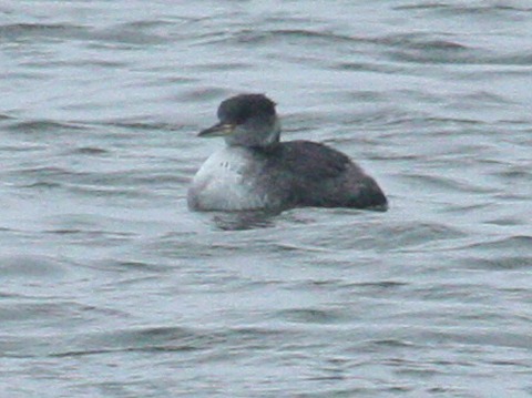 Red-necked Grebe (first winter)  photo 1